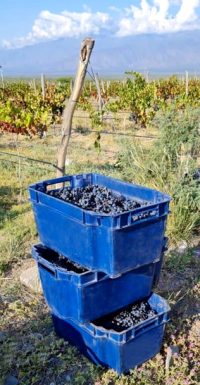 cosecha_1 cosecha_1