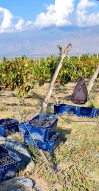 cosecha_2 cosecha_2